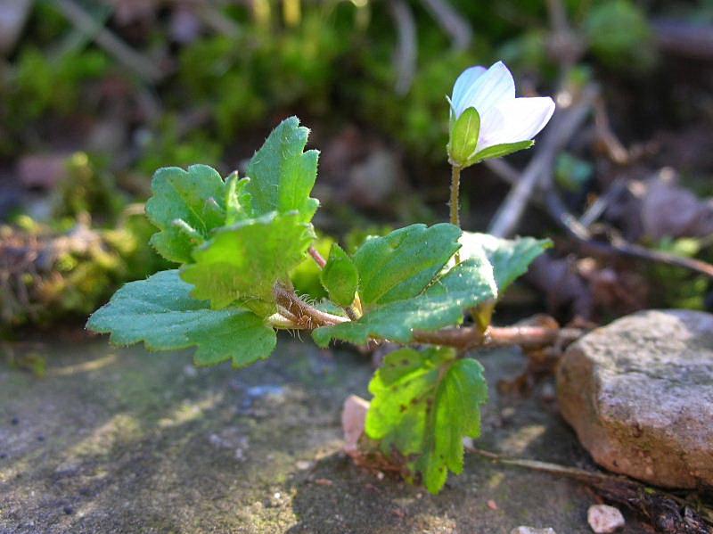 Veronica persica / Veronica comune